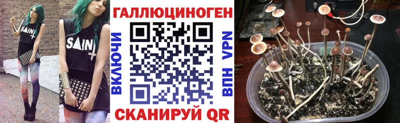 дарнет шоп  Ардатов  гидра сайт  Псилоцибиновые грибы Magic Shrooms 